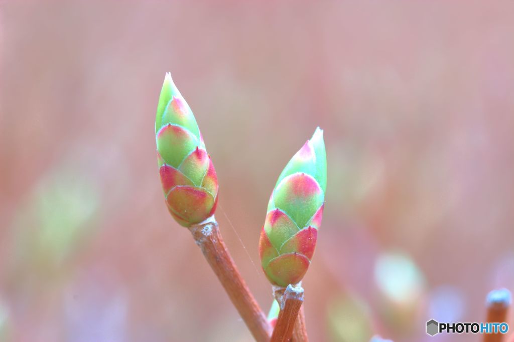 蕾にも華