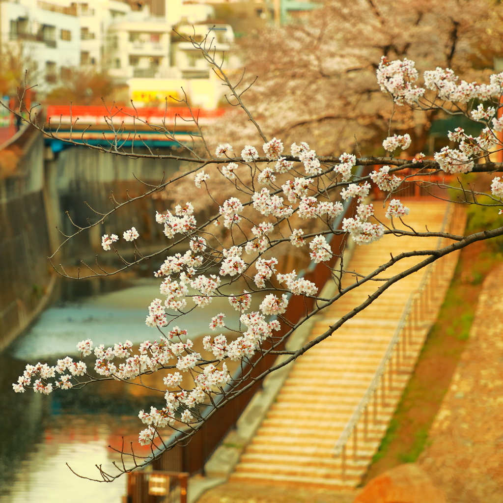 春色　石神井川