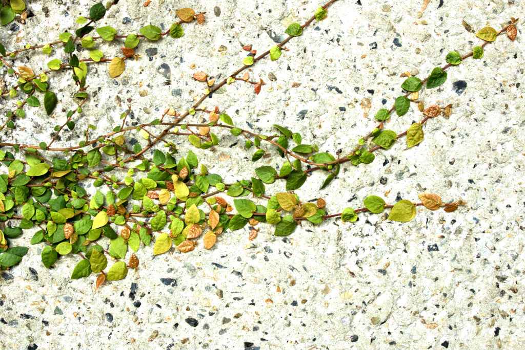 紅葉？　じゃない！