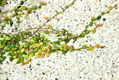 紅葉？　じゃない！