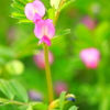 今は雑草