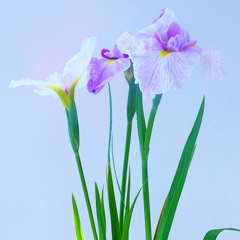 特別　な　日　には花を飾ろう