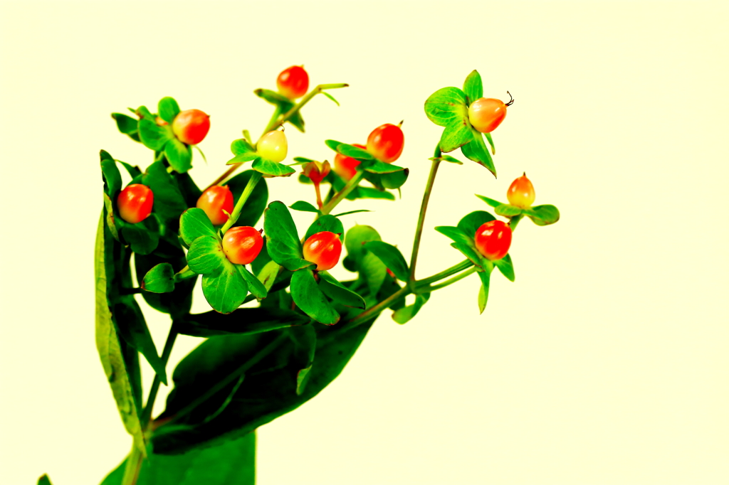 おじさんを惹きつけた貴女　１