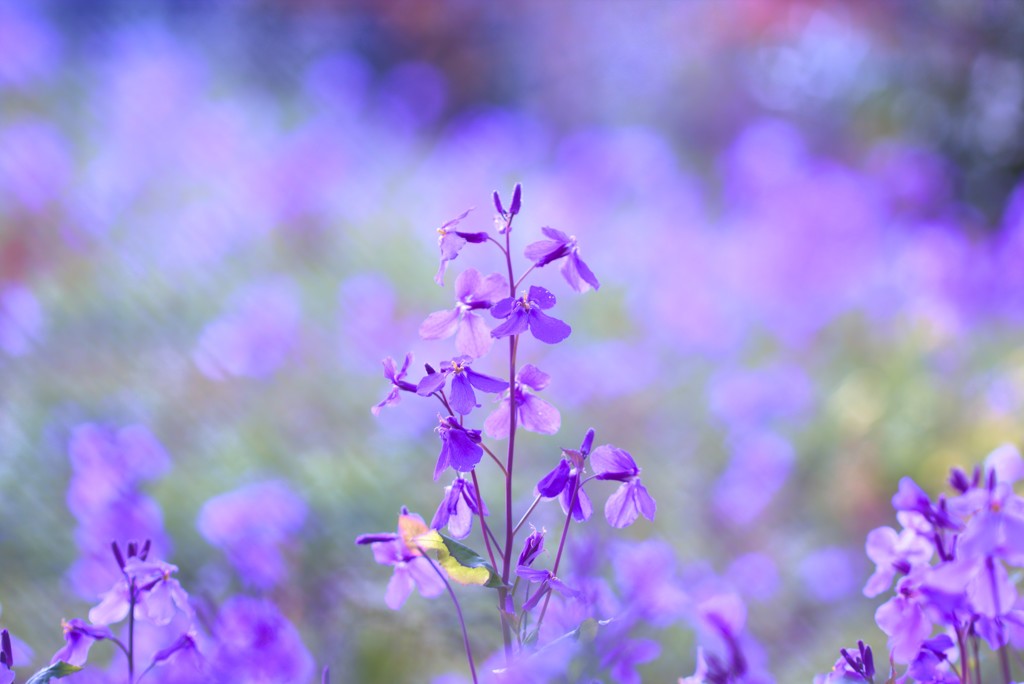 春野に吹く紫の風