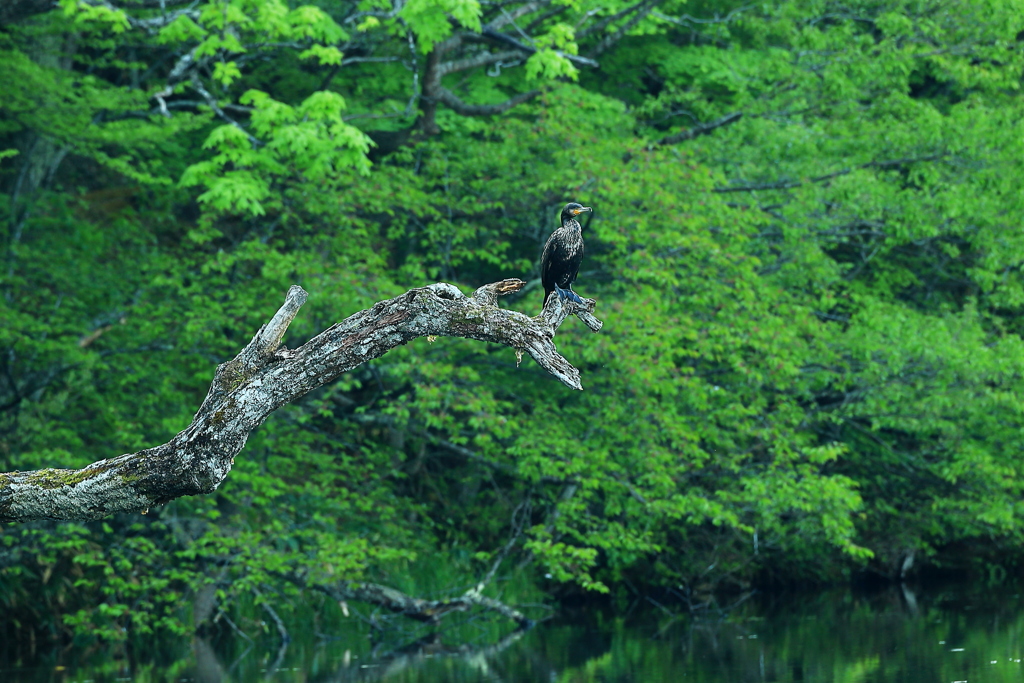 朽ち木の先端には鳥がいた