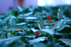 あおきのあかい実