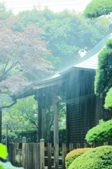 ゲリラ雷雨に・・・