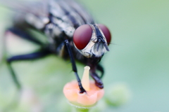 害虫と言うなかれ　　【虫：閲覧注意】