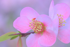 木瓜三昧　　　弐の㈢