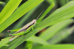 垂涎の的　輝く太腿