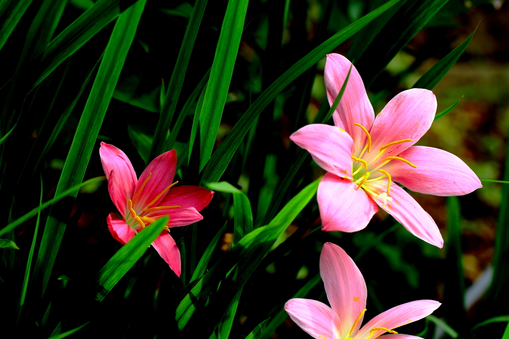 名前を知る喜び