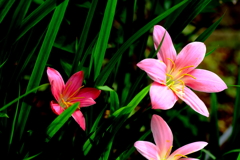 名前を知る喜び