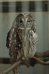 見据える　　柵越しの黒い視線