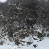 降りしきる