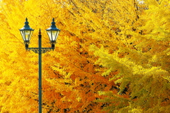 晴れやかな街灯