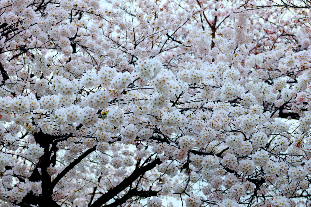 桜三昧　　勢