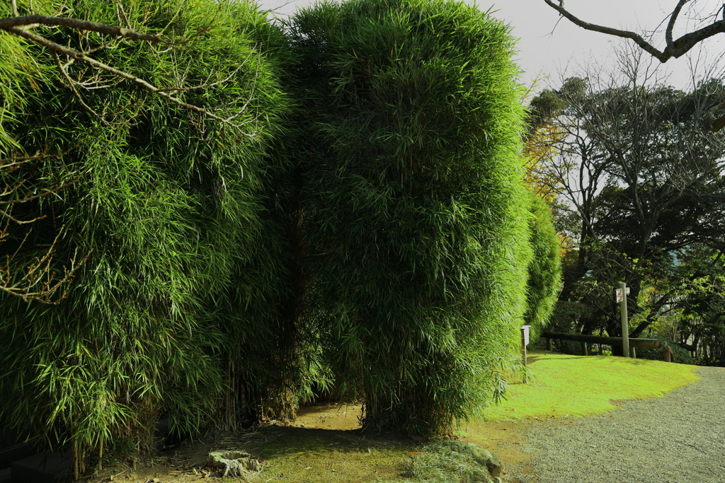 遠目はモフ、近付くと笹
