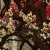 我　が　世　の　春