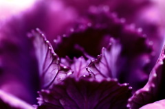 葉牡丹　七変化～紫　メタリック