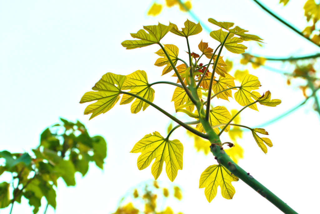ユニーク！　青桐（あおぎり）