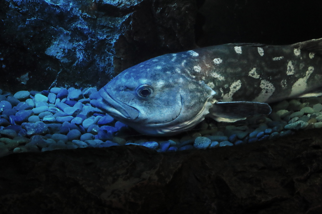 沼津港深海水族館