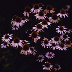 暗がりの踊り子たち