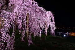 はなしぶき　（花飛沫）