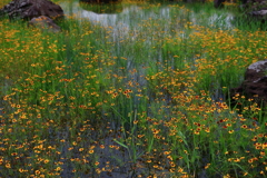 美　し　き　雑　草