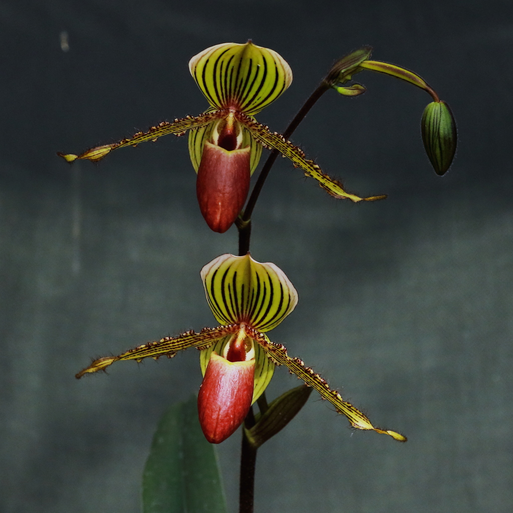 玉ねぎ頭・徹子命　第２弾