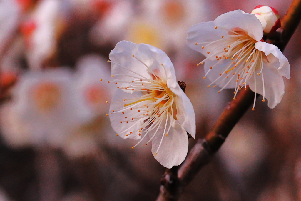 花の兄