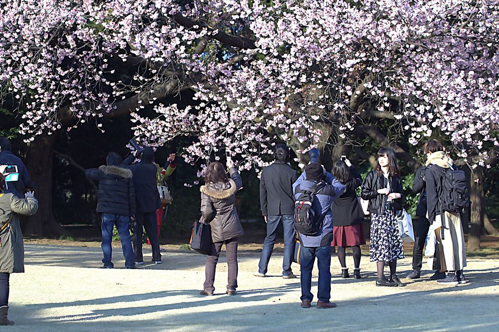 なぜ日本人は桜が好きなのか