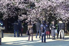 なぜ日本人は桜が好きなのか