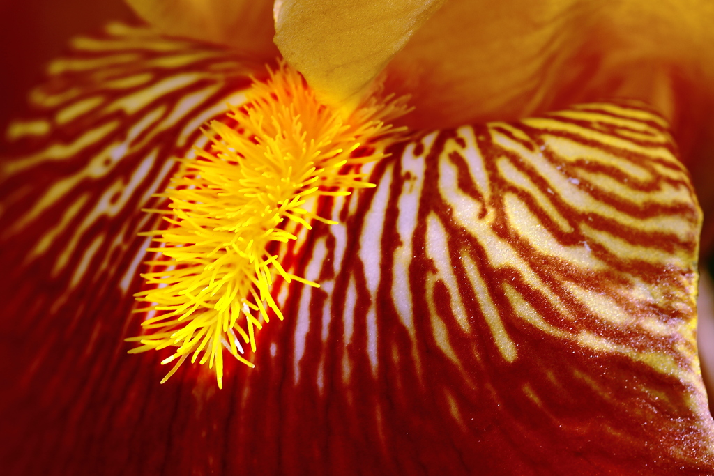 淫靡テーション　花芯への招待状