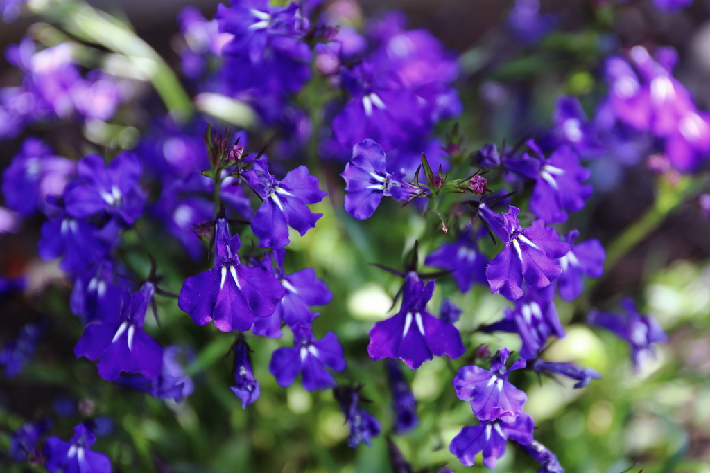 秘密の花園　初めて見る花