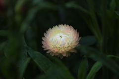 開かれし季（とき）