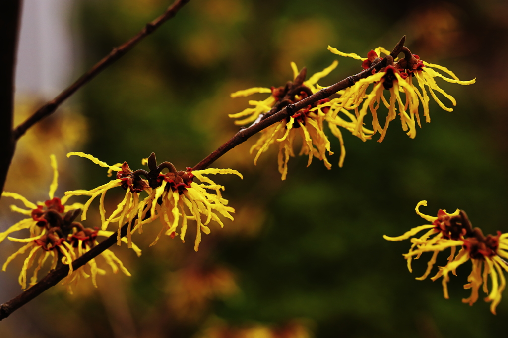 私の抱く「花」という概念を見事に打ち砕いてくれた「花」の一つ
