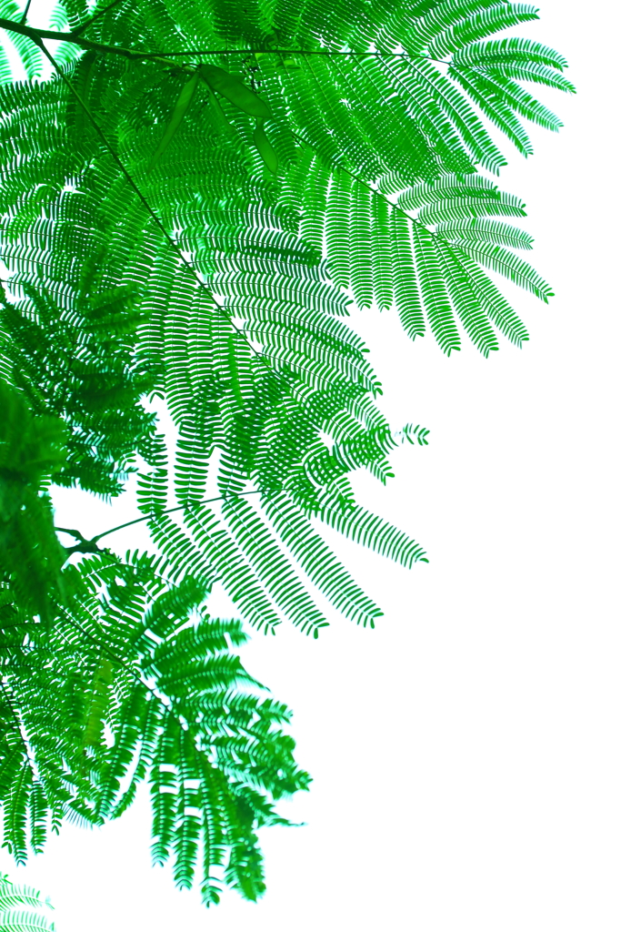 秀逸なナチュラルデザイン　　合歓の木の葉