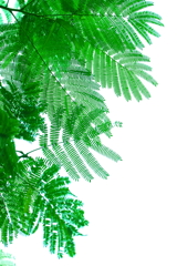 秀逸なナチュラルデザイン　　合歓の木の葉