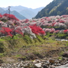 桃源郷へ
