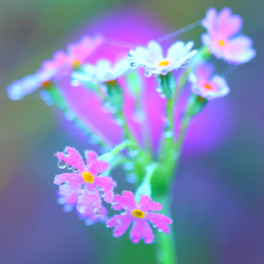 水玉を纏う　　ユキワリソウ　♬４