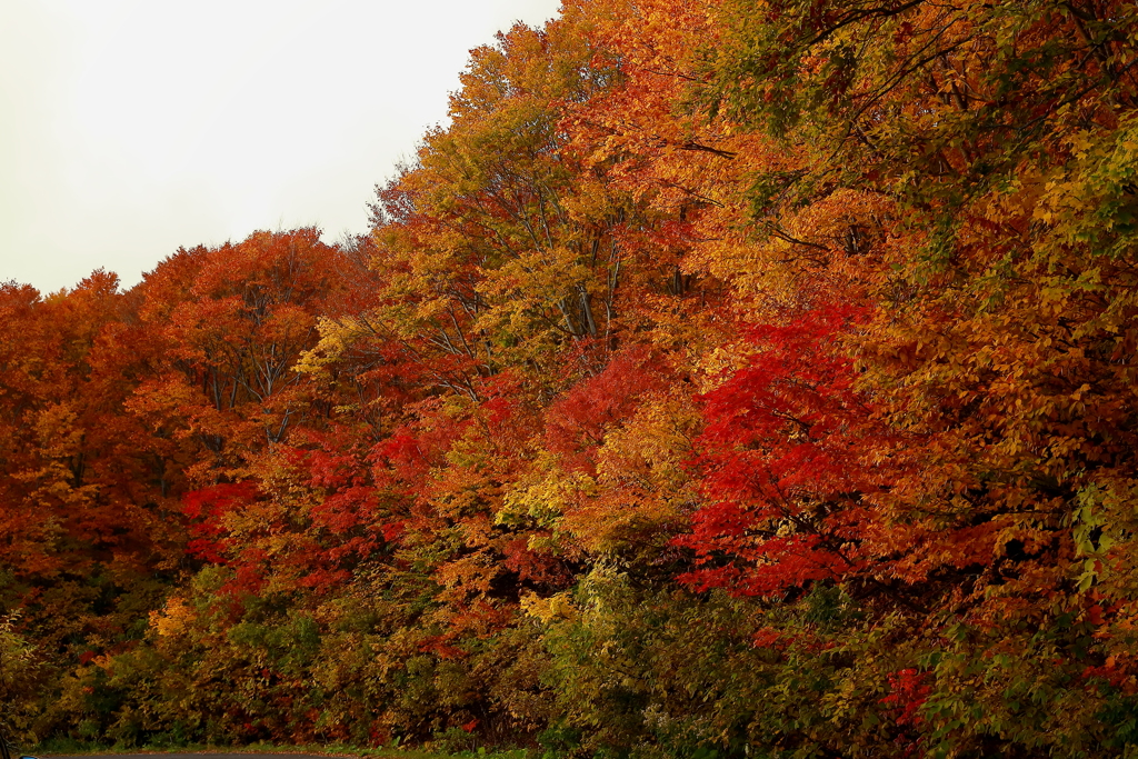 紅葉最前線突入