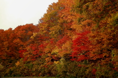 紅葉最前線突入