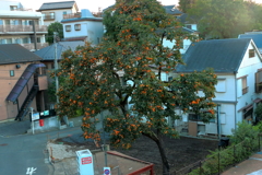 これはどう見ても渋柿でしょ！！！