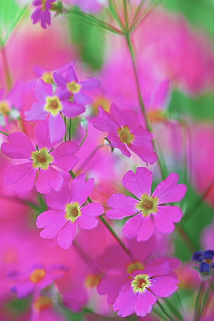 春の先駆者