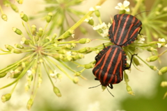 ようこそハイカラさん　大事なこと　【虫：閲覧注意】