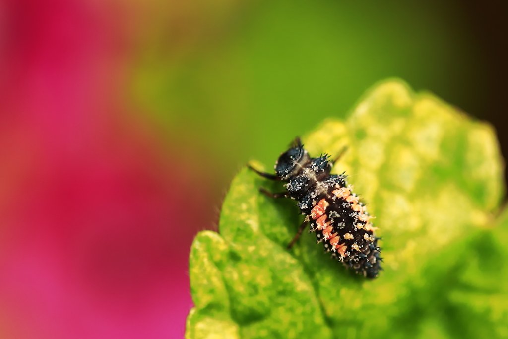 並天道虫の正体　【閲覧注意：昆虫の幼虫】