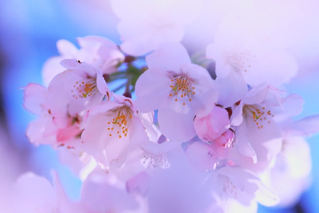 明日への希望