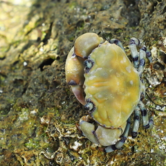浜辺で唯一であった生物