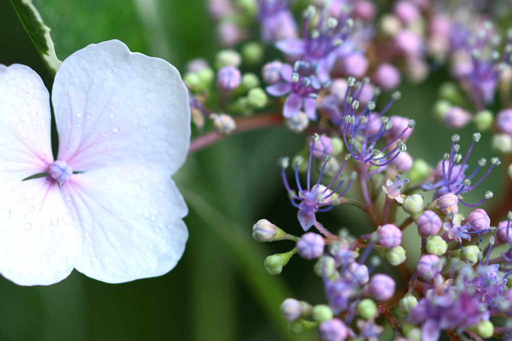 ファンタジーワールド