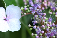 ファンタジーワールド